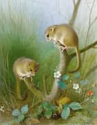 Dormice 1903 By Archibald Thorburn