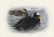 Surf Scoter 1935 By Archibald Thorburn