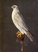 Gyrfalcon By Giuseppe Arcimboldo