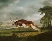 Hound Coursing a Stag By George Stubbs