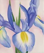 Lavender Iris 2 By Georgia O'Keeffe