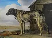 Wolf Hound By Paulus Potter