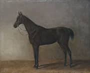 Brown Gelding 1834 By Albrecht Adam