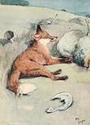 Bad Fox By Cecil Aldin