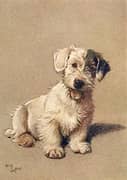 Sealyham Terrier Puppy By Cecil Aldin