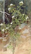 White Rowan 1893 By Eero Jarnefelt