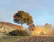Le Pin Parasol By Jean-Charles Cazin