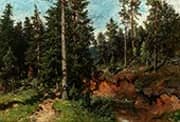 Conifer Forest By Morten Muller