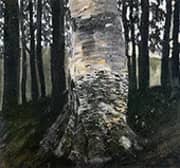 Birch in a Forest 1903 By Gustav Klimt