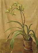 Green Cymbidium By Isabel Codrington