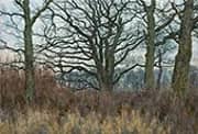 A Wood in Winter 1885 By William Fraser Garden