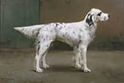 Portrait of a Dog 1885 By Charles van den Eycken