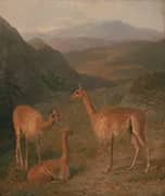 Vicunas 1831 By Jacques-Laurent Agasse