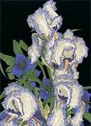 Pencilled Irises Notecard By Franklin Carmichael