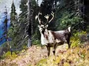 Woodland Stag By Carl Rungius