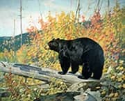American Black Bear 1929 By Carl Rungius