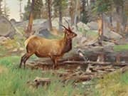 Elk 1906 By Carl Rungius