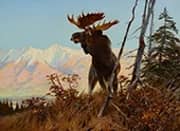 High Country Monarch 1907 By Carl Rungius