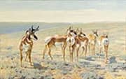 Pronghorn Antelope c1900 By Carl Rungius