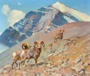 Rams on the Alert 1953 By Carl Rungius
