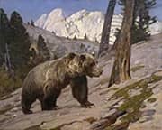 Silver Tip Grizzly Bear Rocky Mountains Alberta c1923 By Carl Rungius