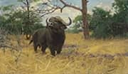 A Kaffir Buffalo in the Savannah By Wilhelm Kuhnert