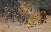 A Pride of Lions on the Prowl By Wilhelm Kuhnert
