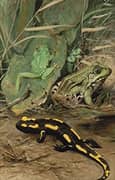 A Tree Frog Water Frog and Fire Salamander By Wilhelm Kuhnert