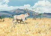 Eland Antilope By Wilhelm Kuhnert