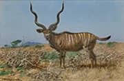 Kudu c1910 By Wilhelm Kuhnert