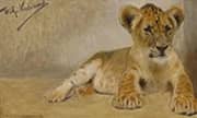Lion Cub By Wilhelm Kuhnert