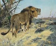 Roaring Lions By Wilhelm Kuhnert
