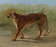 Royal Tiger Marching By Rosa Bonheur