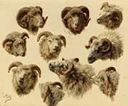 Study of Ram's Heads By Rosa Bonheur
