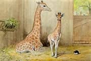 Giraffe and Young 1852 By Joseph Wolf