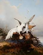 Gyrfalcons Striking a Kite By Joseph Wolf