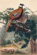 Reeves Pheasant By Joseph Wolf