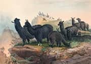 The Alpaca By Joseph Wolf