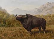 The Big Bull Bison By Joseph Wolf