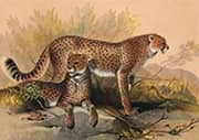 The Cheetah By Joseph Wolf
