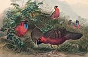 The Horned Tragopan By Joseph Wolf