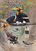 The Rhinoceros Hornbill By Joseph Wolf