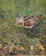 Eurasian Woodcock By Bruno Liljefors