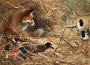 Fox and Magpies 1885 By Bruno Liljefors