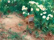 Grey Partridge with Ox Eye Daisies By Bruno Liljefors