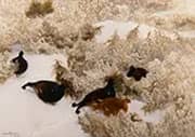 Red Grouse in the Snow 1909 By Bruno Liljefors