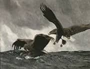 Sea Eagles 1897 By Bruno Liljefors