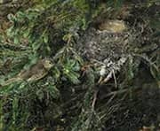 Song Thrush at Nest 1888 By Bruno Liljefors