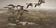 Wildgeese Settling 1907 By Bruno Liljefors