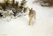 Winter Hare 1908 By Bruno Liljefors
